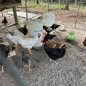 Automatic Chicken Duck Feeder Kit,No Waste Automatic Poultry Feeder Ports Kit & Waterer Set, Rainproof, No Waste,6 Feeding Ports, 6 Water Cups,A hole Saw and Drill Bit