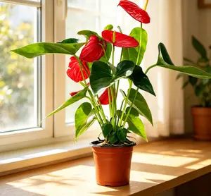 LZ13   Anthurium Red Live Plant – 4 Inch Pot Flamingo Flower Indoor Houseplant | Decorative Flowering Foliage Plant for Home & Office | Beginner Friendly Indoor Gardening Plant | Natural Red Accent Plant for Interior Decor