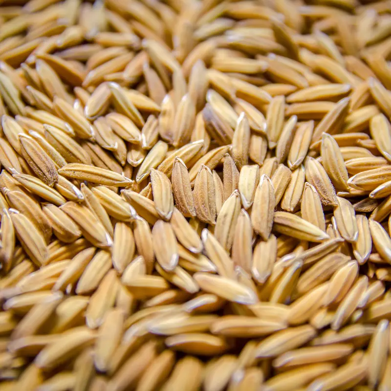 Rex Rice Seed Certified (Oryza sativa 'Rex') Certified long grain rice known for high yield, disease resistance, and excellent grain quality. Ideal for Southern U.S. growers.
