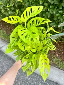 Monstera adansonii neon - Neon Madonna - 6” pot