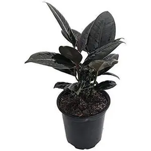 Burgundy India Rubber Tree Plant - Ficus - an Old Favorite - 4" Pot