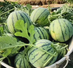 Seeds Fruit Watermelon Crimson Sweet Green for Planting - 100 Seeds
