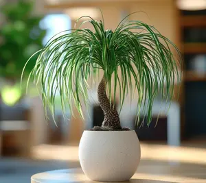 Ponytail Palm Tree Seeds - 5 Seeds to Grow Your Own