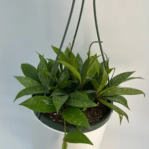 Xl Hoya Publicalyx  8" HB pot Live Tropical House Plant - Pet-Friendly Indoor Home Decor - Decorative