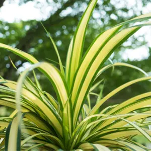 Madagascar Dragon Tree (Dracaena Marginata 'Ray of Sunshine')
