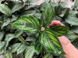 Calathea Beauty Star Starter Plant- 2  Starter Plant