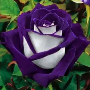40 Rare Purple Haze Rose Bush Seeds USA SHIPPED, NON-GMO, HEIRLOOM, OPEN-POLLINATED, UNTREATED