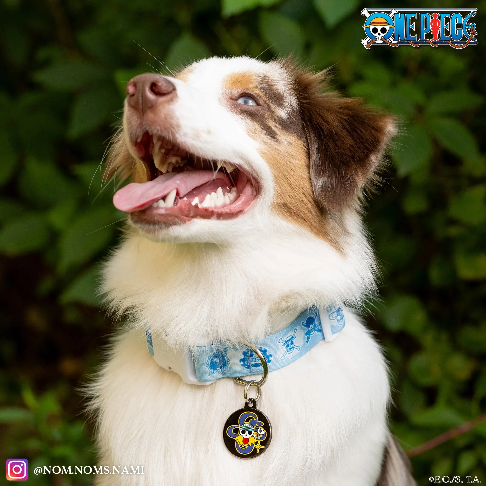 ONE PIECE New World Collar for Dogs Medium/Large Size Inspired by