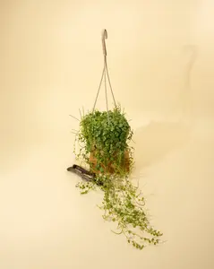 4.5" Peperomia Prostrata 'String of Turtles' (Hanging Basket)