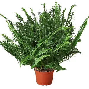Jester's Crown Fern - 6" - NURSERY POT ONLY