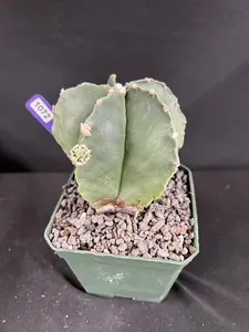 Astrophytum Myriostigma Cactus Succulent - Small Potted Flowers and Plants for Home Garden Decor