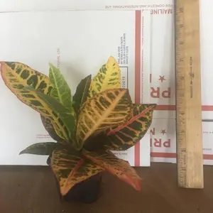 Croton 'Petra' Codiaeum variegatum Live Starter Plant, Colorful Tropical Foliage for Home Garden Hedges & Shrubs