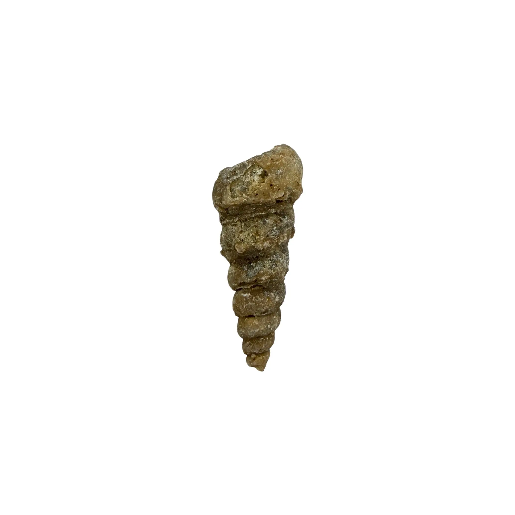 Authentic Turritella Fossil - 1 Unique Prehistoric Marine Fossil with Distinctive Spiral Shell Structure, Natural Variations, and Silicified Form