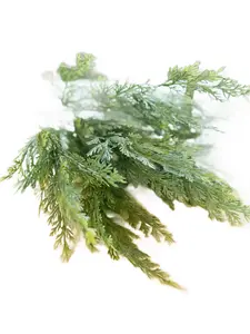 Soft Cedar Bush