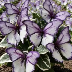 800PCS Hosta Seeds! Unique Butterfly-shaped Foliage. Shade-loving Perennial, Low-maintenance & Super Easy to Grow. Thrives in Gardens, Balconies or Containers. Lush, Eye-catching Leaves Elevate Your Urban Green Space Effortlessly!