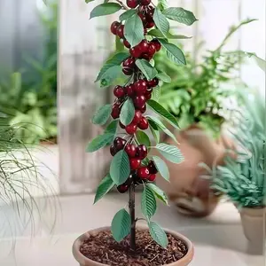 Heirloom Non-GMO Cherry Live Plant Seedlings – Compact Starter Fruit Trees for Home Gardens, Containers & Backyards | Easy-to-Grow, Beginner-Friendly Cherry Tree for Fresh Fruit, Home Orchards & Outdoor Growing