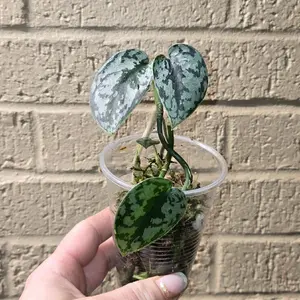 Scindapsus Silver Ann starter plant