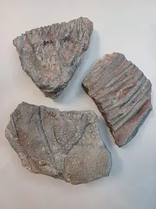 Small Crinoid Fossil