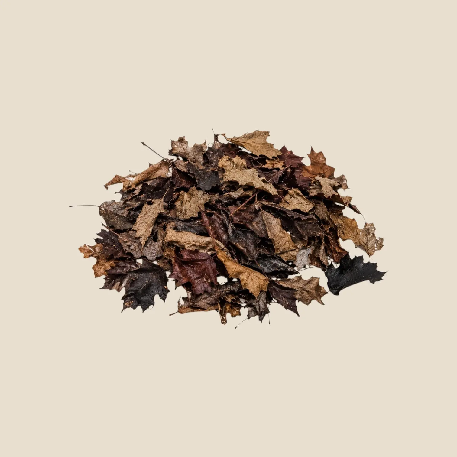Dried Maple Leaf Litter for Isopods, Bioactive Terrariums & Vivariums