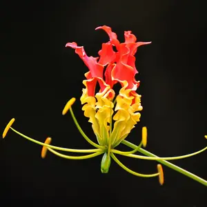 Flame Lily Seeds for Planting - Gloriosa superba - 15 Seeds