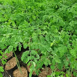 25+ Heirloom Moringa Tree Garden Seeds - Superfood with Powerful Antioxidants, Ideal for Patio Gardening, Heat and Drought Tolerant, Easy to Grow Non-gmo Seeds