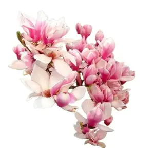 Green River 5 Flowering Chinese Magnolia Seeds - Premium Tulip-Like Blooms for Elegant Spring Gardens & Landscaping - USDA Zones 5-9, Full Sun to Part Shade, 20-25 ft Tall, Ornamental Tree Seeds for Patios & Cottage Gardens