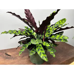 Rattle Snake calathea (6inch)