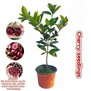 3-Year-old grafted bare-root cherry seedlings planted on patio balconies