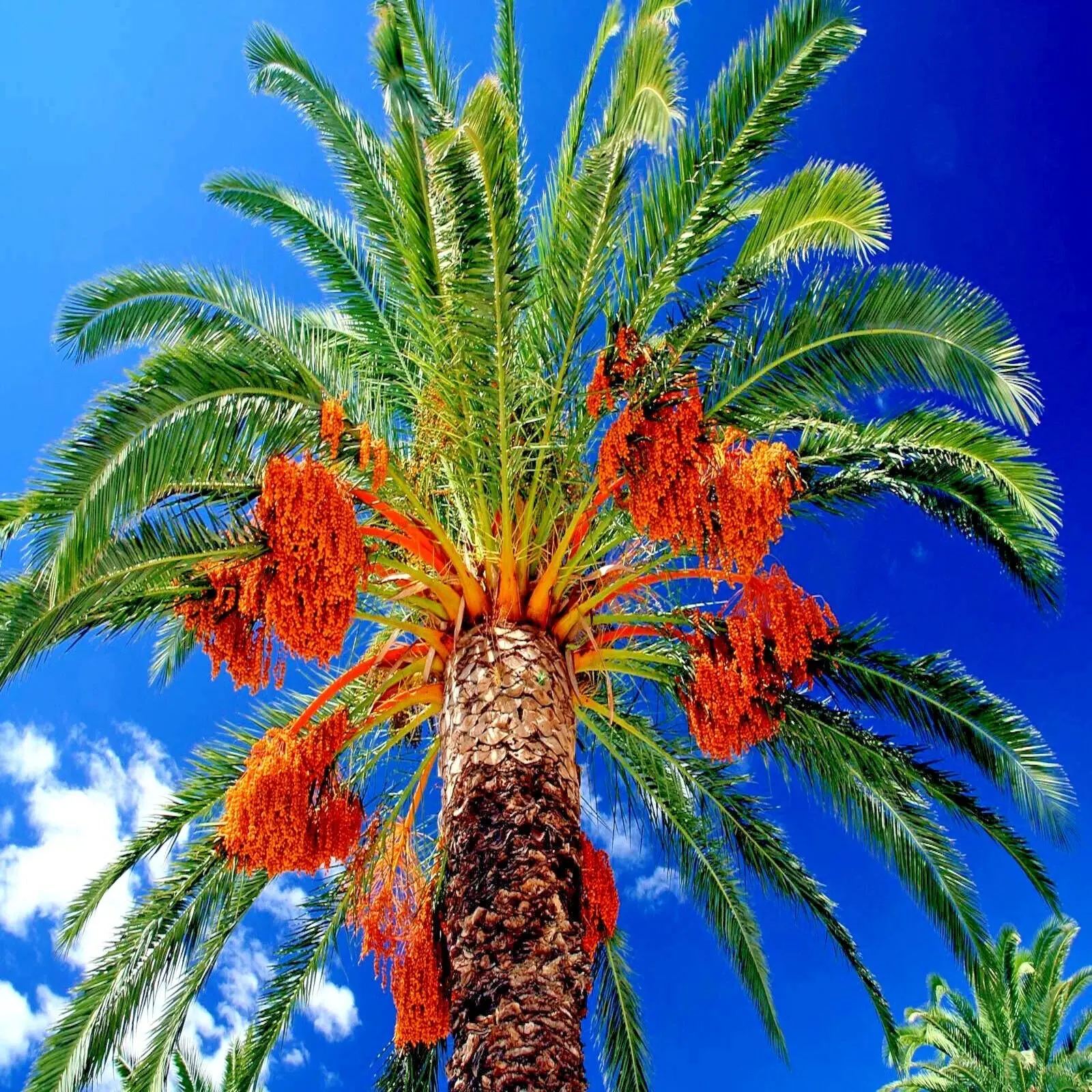 10 Date Palm Tree Seeds (Phoenix dactylifera) Edible Fruit Plant