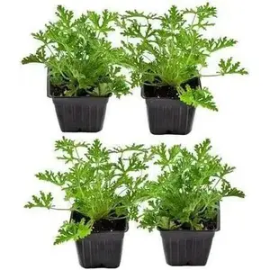 Citronella  (LIVE  PLANT) Mosquito Plant