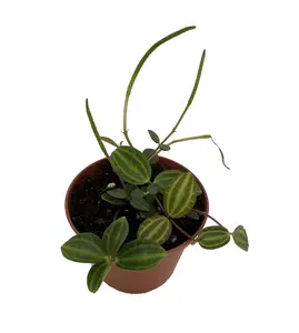 Beetle Peperomia angulata - 2.5" Pot