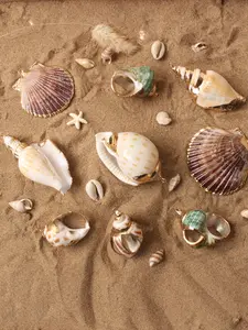 5pcs Shell & Seashell Pendants, DIY Jewelry Accessories, Necklace Charms, Craft Supplies for Handmade Necklaces