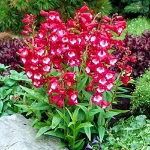 20+ Red/White Penstemon Hartwegii Flower Seeds / Perennial