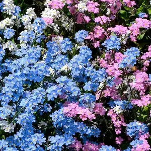 3000+ Mix Forget-Me-Not Seeds for Planting, Flower Seeds for Home Garden Yard Ground Cover, Blue, White, Pink