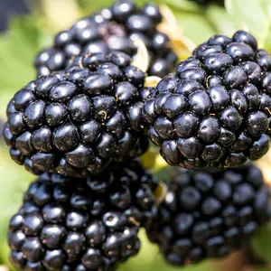 BlackBerry Seeds 200PCS for Planting - Non-GMO BlackBerry Seeds to Plant for Garden Outdoor