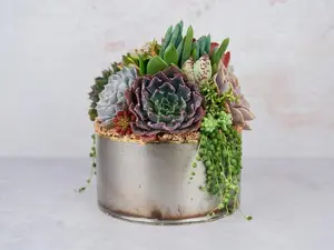 Industrial Metal Bowl Succulent Arrangement Planter: Modern Living Succulent Gift, Centerpiece for Weddings & Events, Housewarming Gift