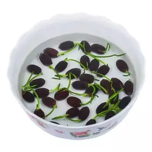 20 Pcs Bonsai Bowl Lotus Seeds,Water Lily Flower Plant Seed Flowering for Pond Home Planting Ornamental