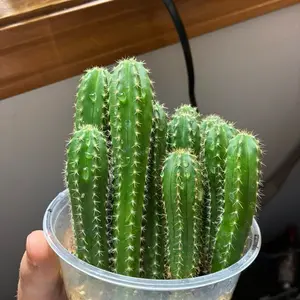 Mystery Cactus Seeds ~ 50 Seed ct. Vendor’s Choice Garden