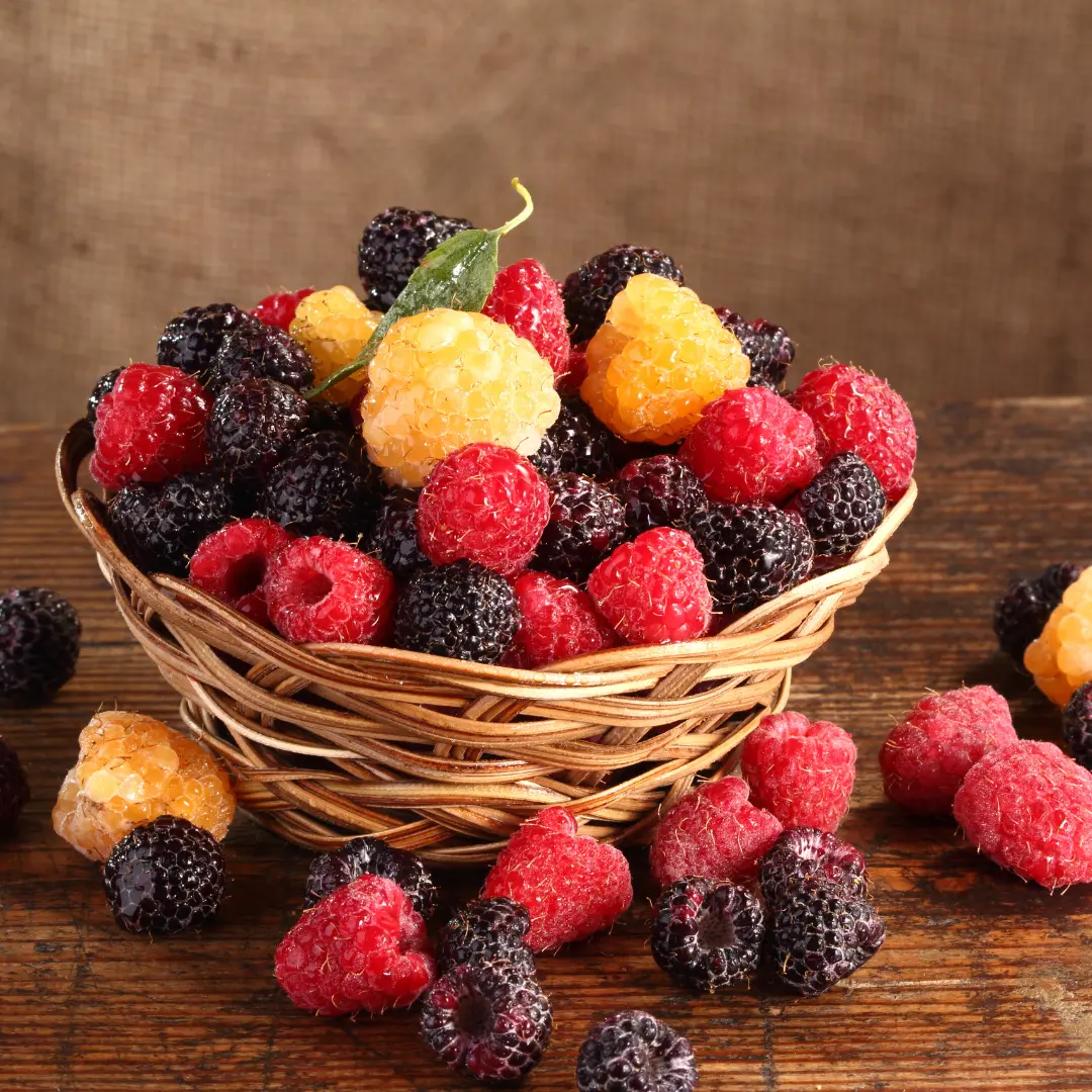 All-Season Raspberry Garden Collection | Heritage, Golden, Joan J & Tahi Black Raspberry Plants | 4 Bare Root Bushes | Hand Picked Nursery
