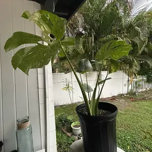 Monstera Thai Con 8”