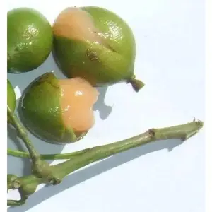 Spanish lime, fruit seed, jamaican guinep Spanish lime, fruit seed, jamaican guinep