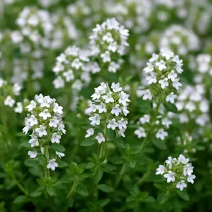 1000 White Creeping Thyme Seeds (Thymus serpyllum 'Albus') – Fragrant, Low-Growing Groundcover