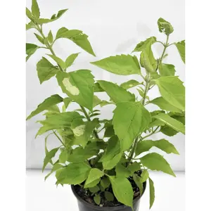 PLANTA ROMPE SARAGUEY CON RAIZ