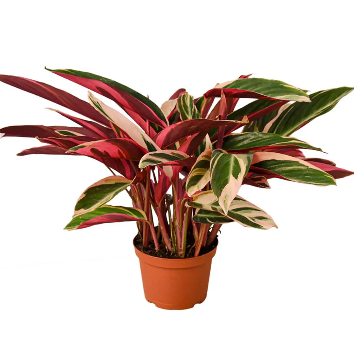 212 MAIN 4 in. Stromanthe Magenta Triostar Pot - Exotic Cream Variegated Indoor Houseplant, Garden Supplies, Variegated Plants, Plant Decor (Dropship Eligible)