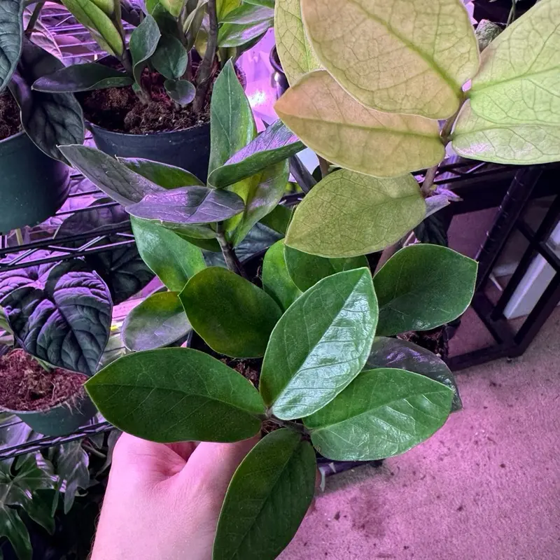 Rare Zamioculcas ZZ Chameleon Variegated Tropical Gardening Plant, 6in Indoor Flower Pot, Live House Plant for Home Garden Supplies, House Plants Indoors Live
