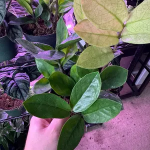 Zamioculcas ZZ Chameleon Variegated Tropical Houseplant, 6in Indoor Flower Pot, Potted Indoor Plant for Home Garden Supplies