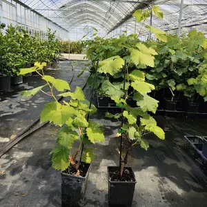 Live Jinghuo grape plants, seedlings with developed root systems of hardy Jinghuo grape berries, live Jinghuo grape plants, 12-15 cm high