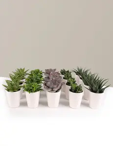 Mega Mini Succulent Party Pack, 20