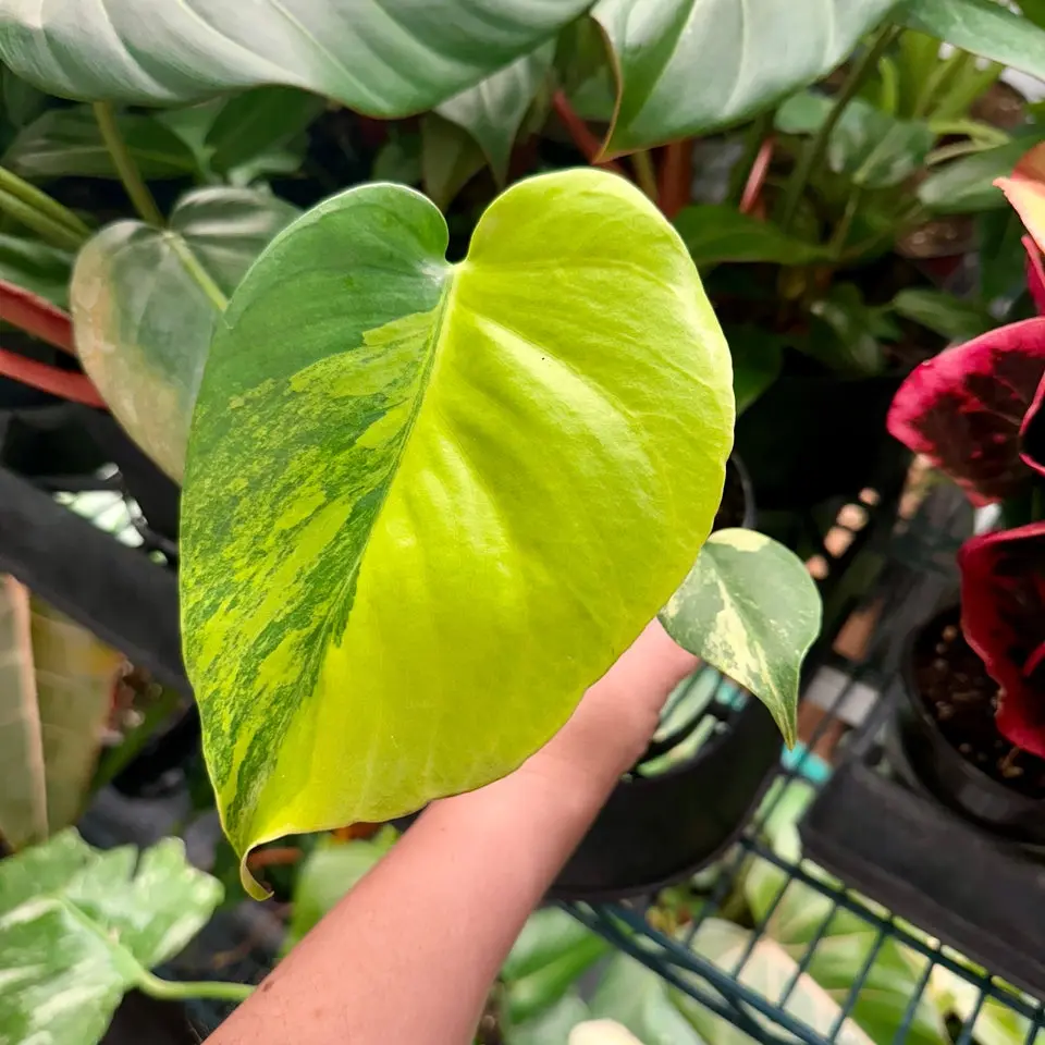 Monstera yellow marilyn - 6” pot