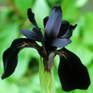 30pcs Siberian Iris Roots (Fall-Planted) - Black Flowered Beauty with Velvety Almost Black Blooms